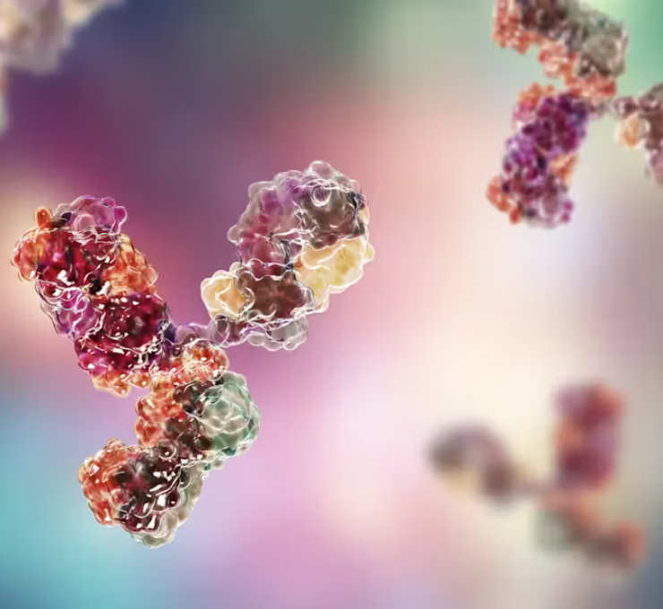 Antibody