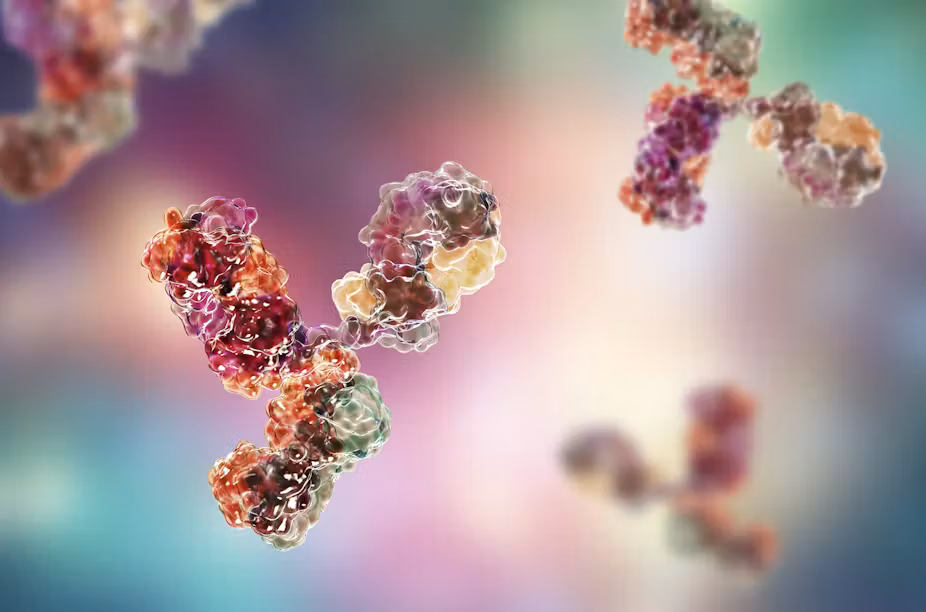 Antibody